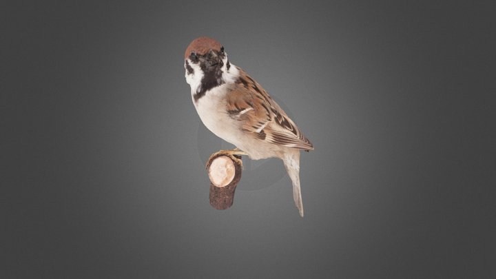 スズメ/Eurasian Tree Sparrow 3D Model