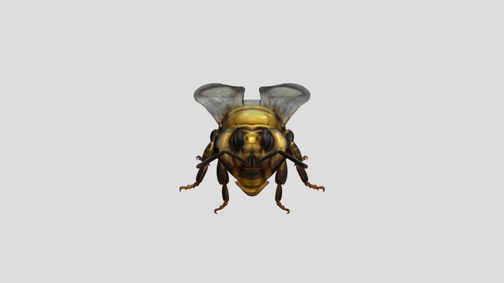 Bee 3D Model