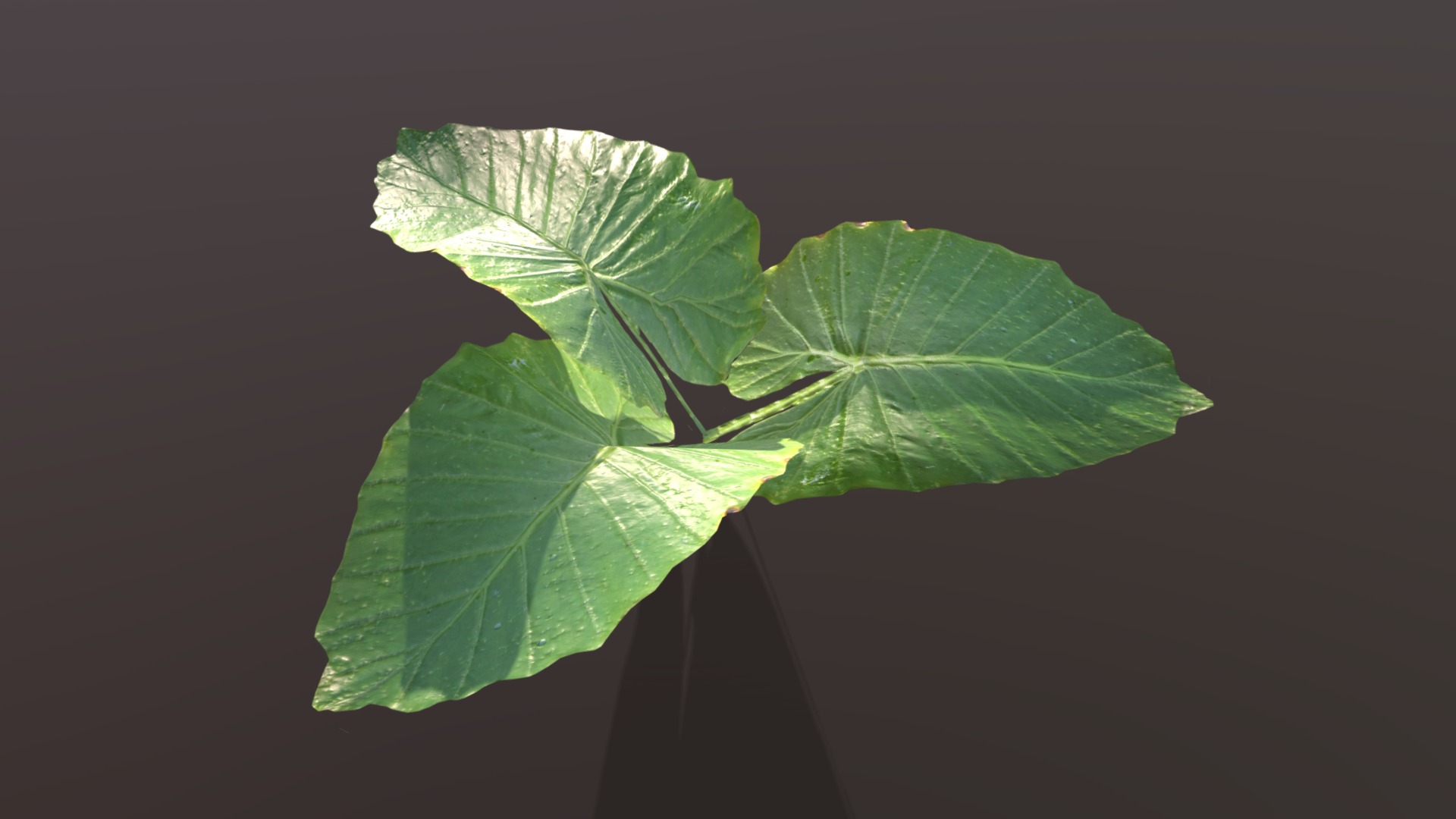 3D model Tropical plant - This is a 3D model of the Tropical plant. The 3D model is about a close-up of a leaf.
