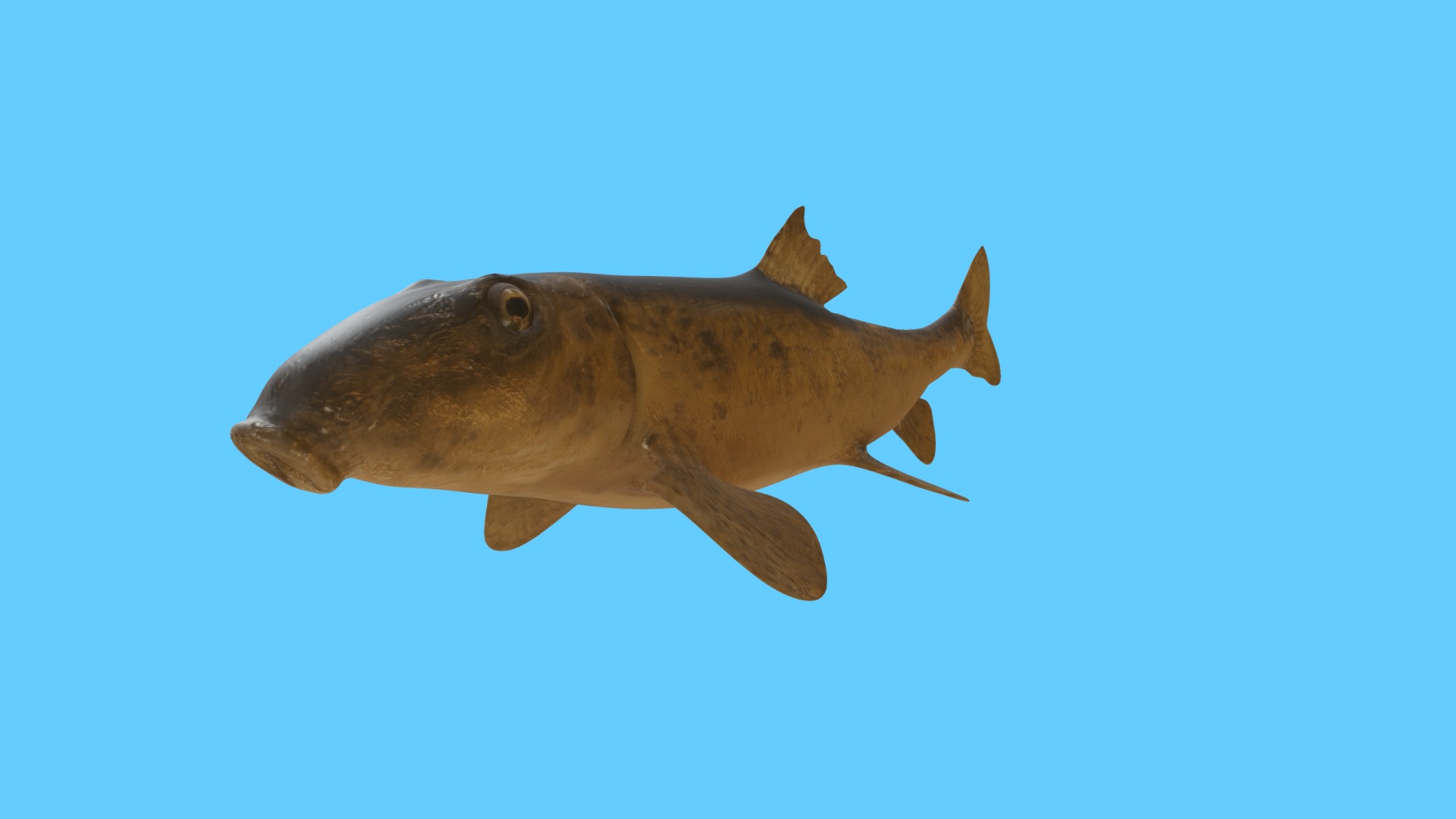 3D model Hog Sucker (Catostomus Nigrieans) - This is a 3D model of the Hog Sucker (Catostomus Nigrieans). The 3D model is about a fish in the water.