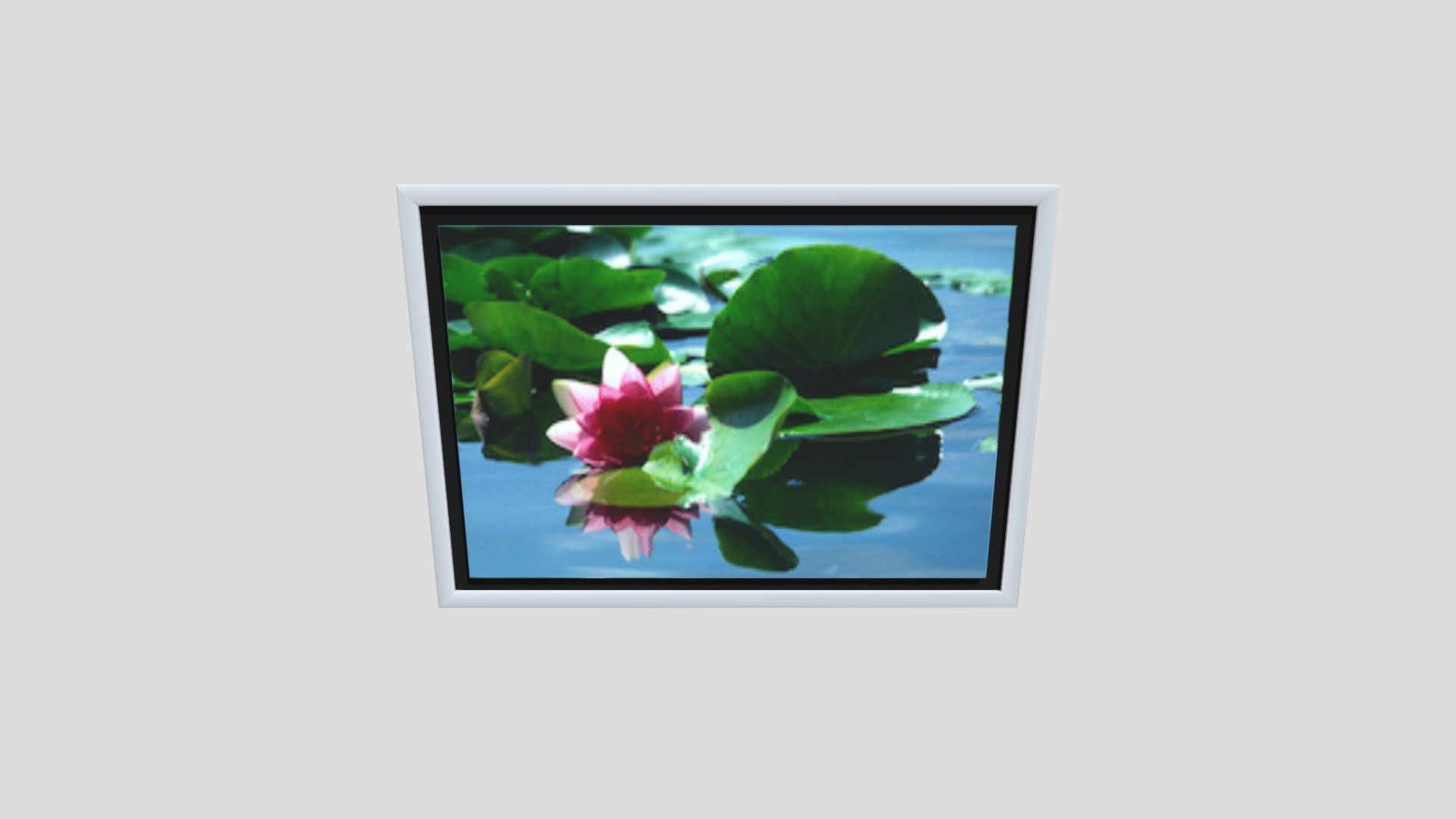 Frame water lily