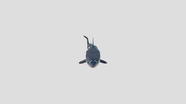Shark (ANIMATED SWIM)