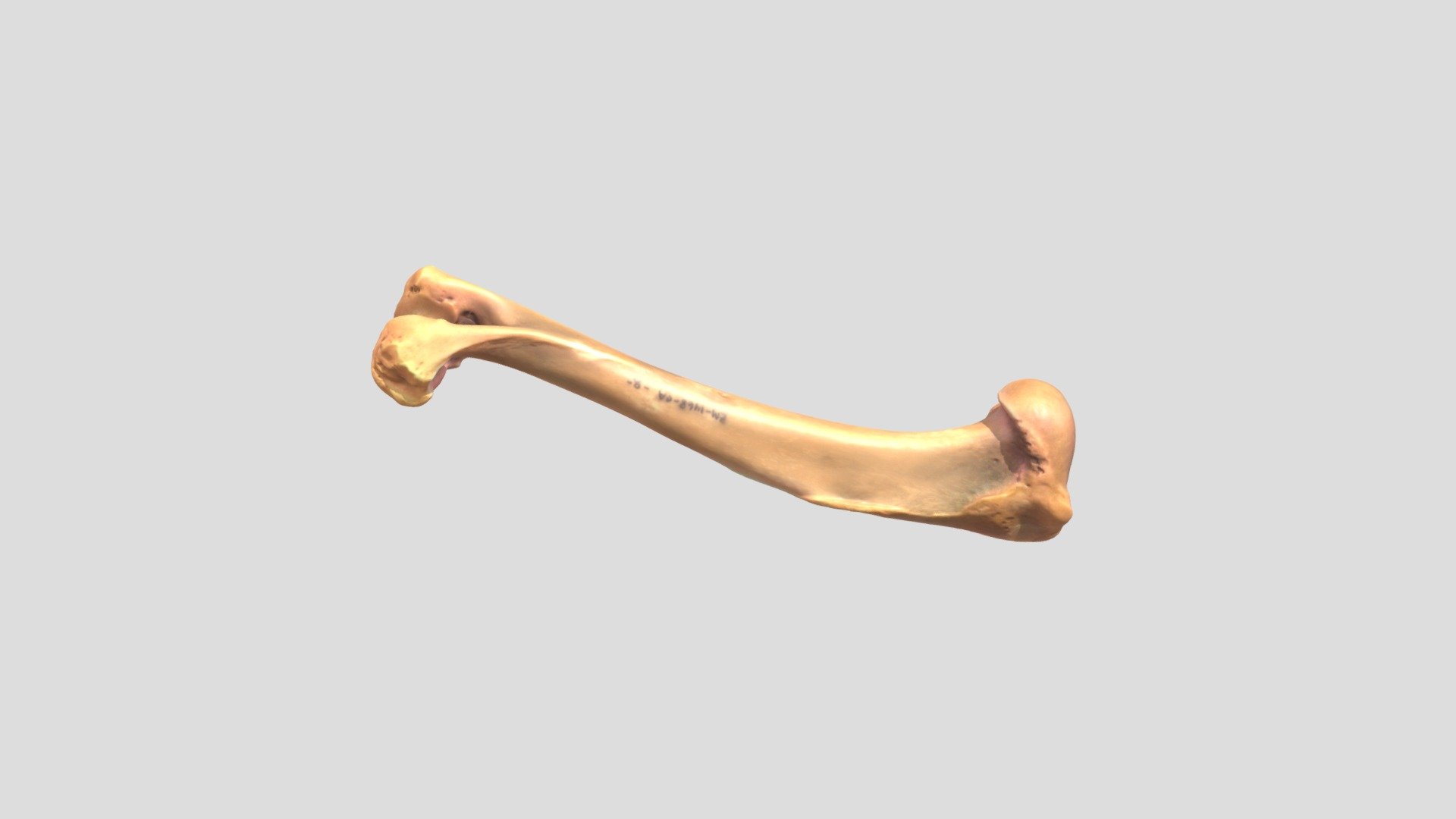 Canis Lupus Wolf Humerus R 3d Model By Osteoarchaeology 1d6c559