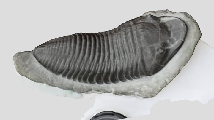 Homalonotus Silurian trilobite 3D Model