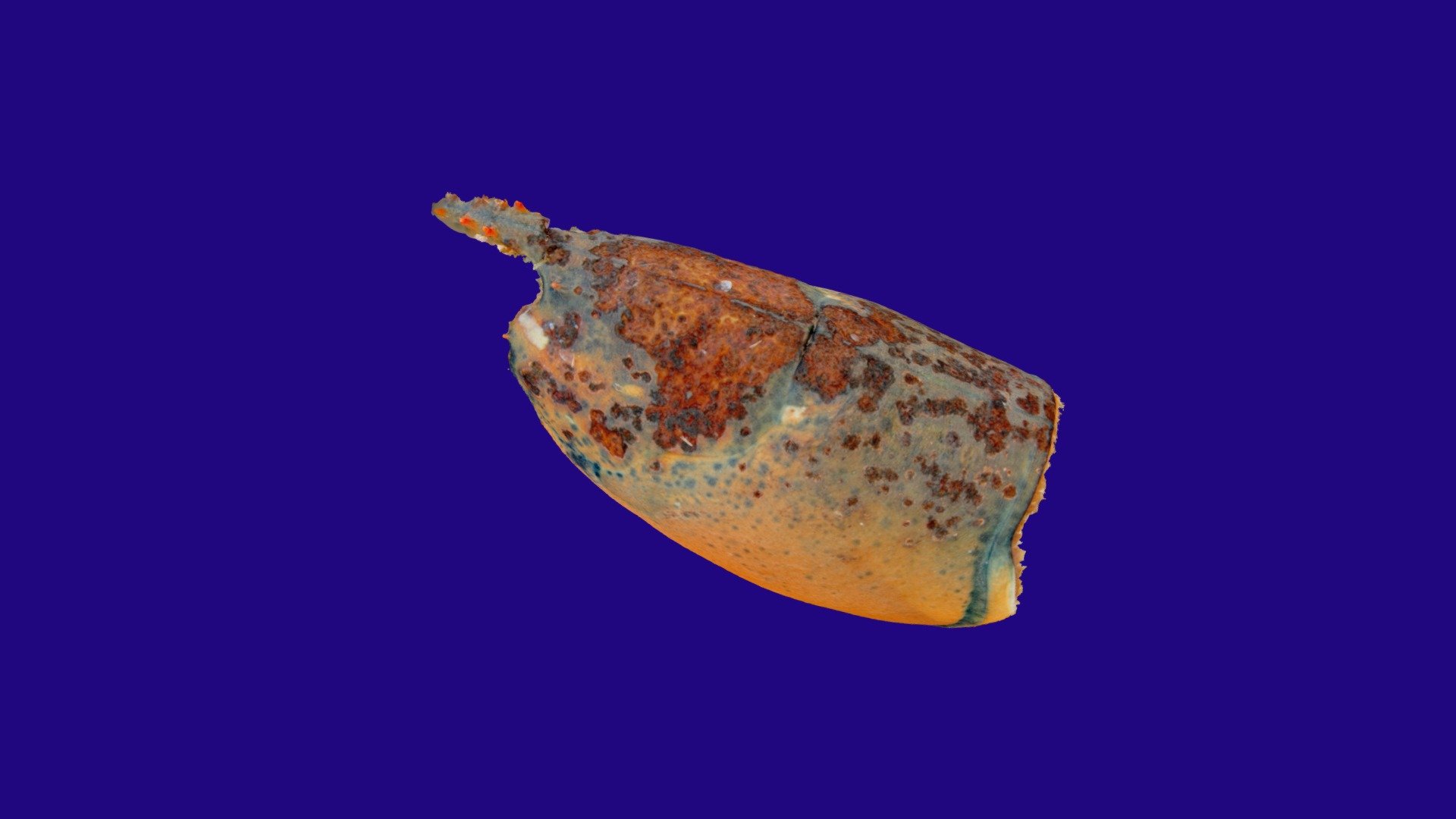Am Lobster Spring 2019 S358 01 with level 3 ESD