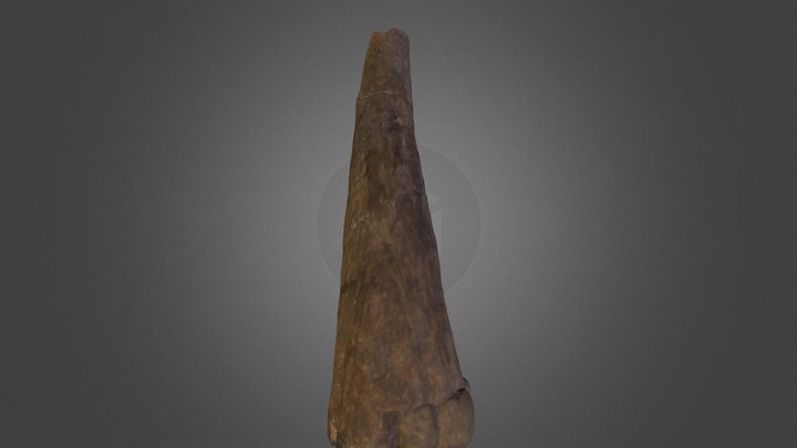 Horn Fossil 3D Model