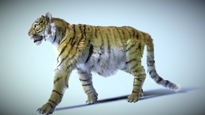 Siberian Tiger 3D Model