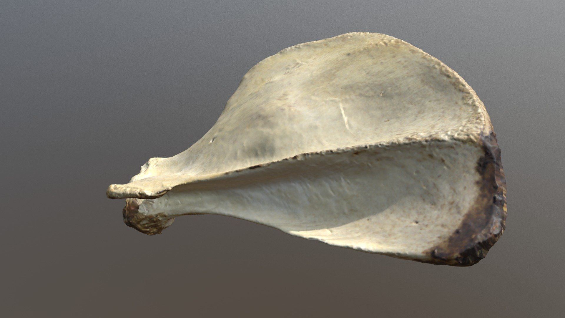 Walrus Scapula (VCU_3D_3304) - 3D model by Virtual Curation Lab ...