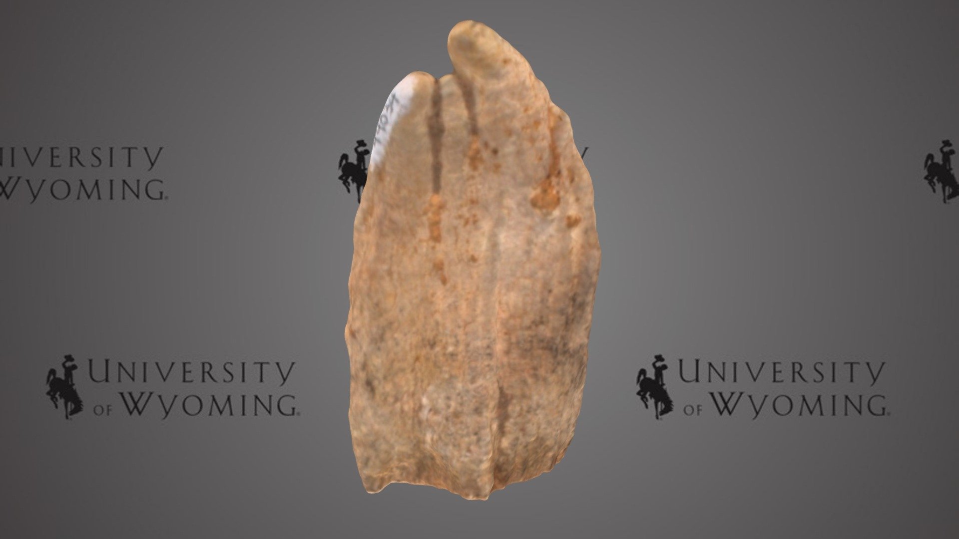 UW 44034 A - Mammuthus sp., Tooth Plate