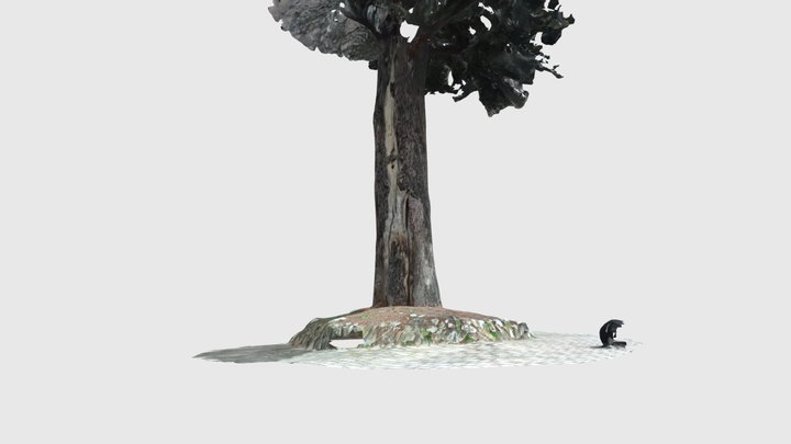 ALBERO D’ARAZZI 3D Model