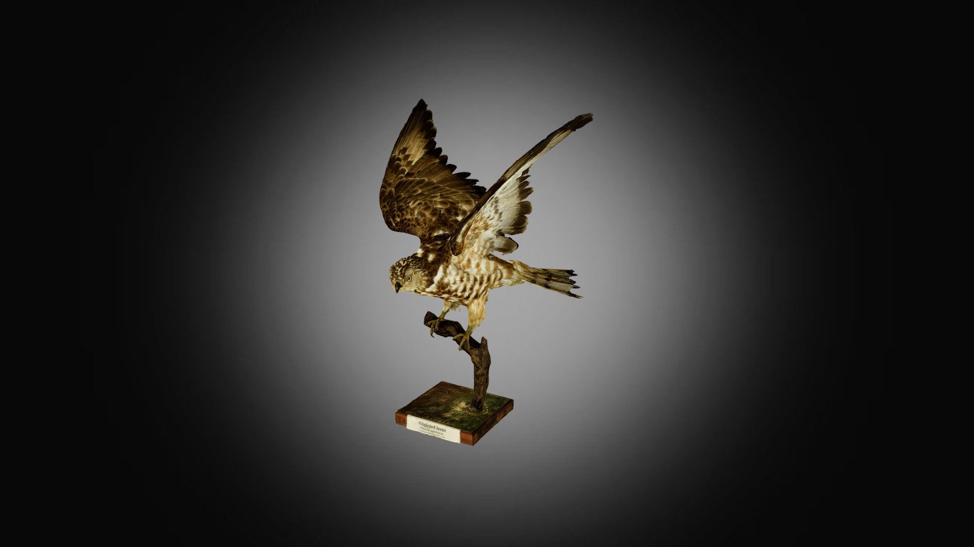Včelojed lesní — Sketchfab embed 3D viewer