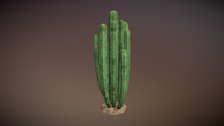 Cactus Pachycereus 3D Model