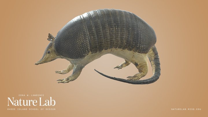Armadillo – Kostenloses 3D-Modell STL