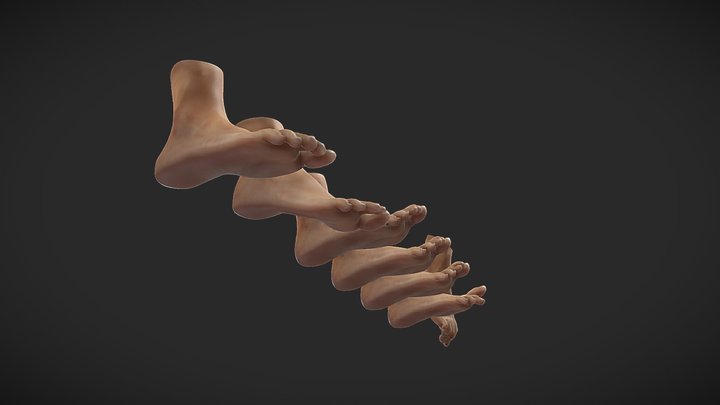 Female feet poses 3D Model