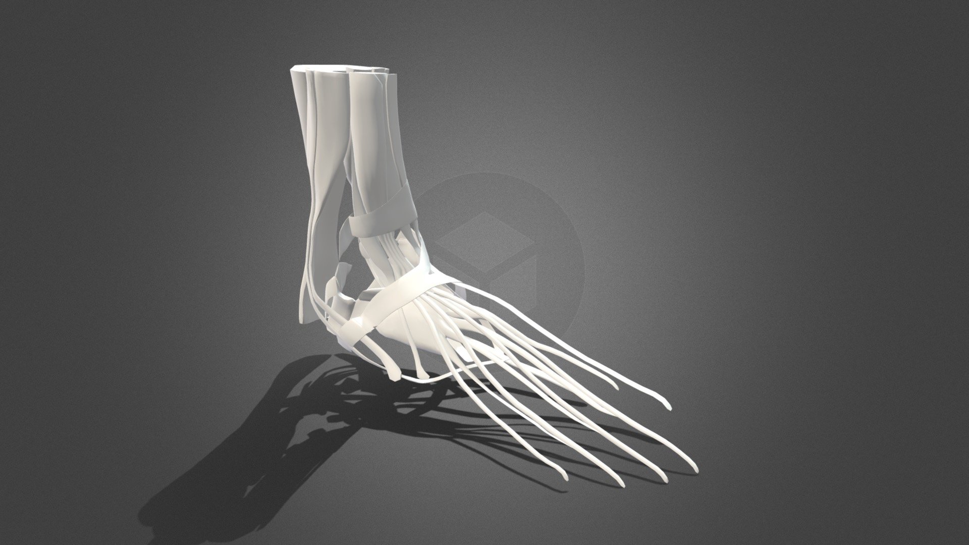 Foot muscle structure 3d model