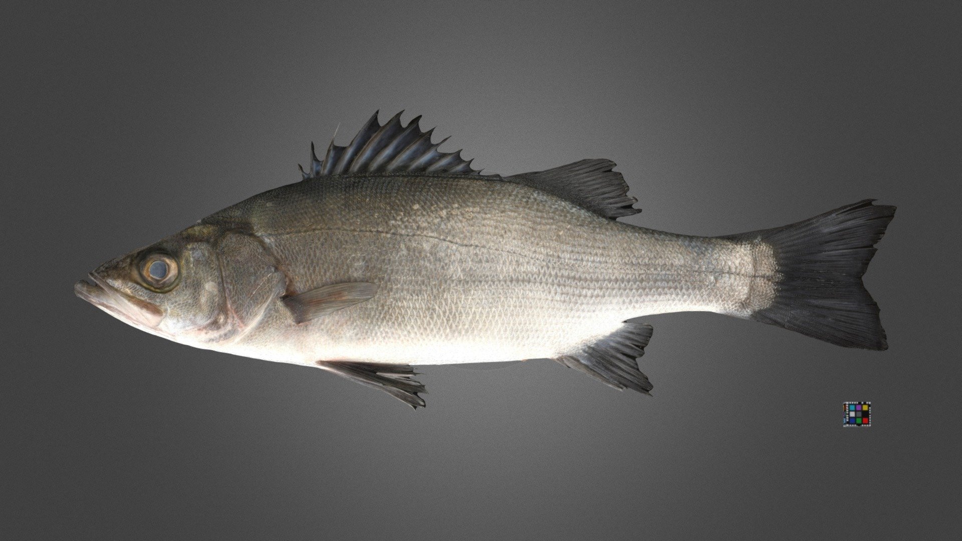 ヒラスズキ Blackfin Seabass, Lateolabrax latus