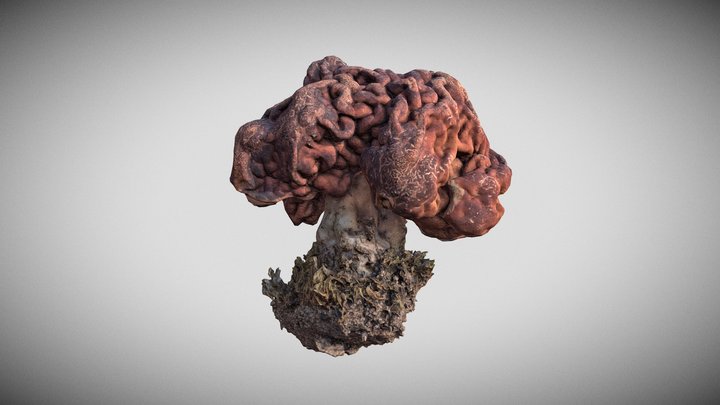 Helvella, Gyromitra esculenta - turban fungus 3D Model