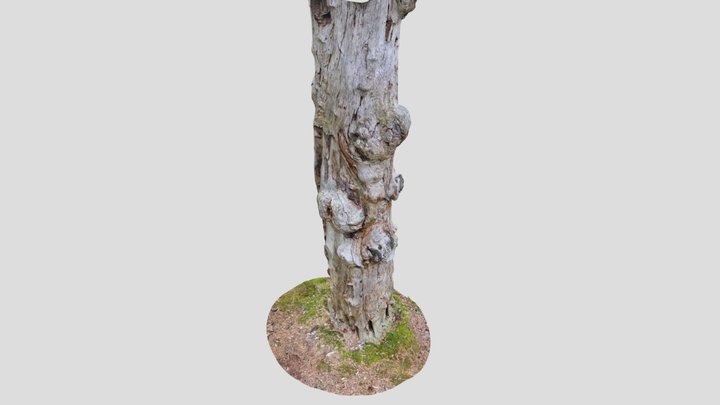 A Burly Snag