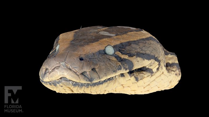 Burmese python head (UF Herp 168648) 3D Model
