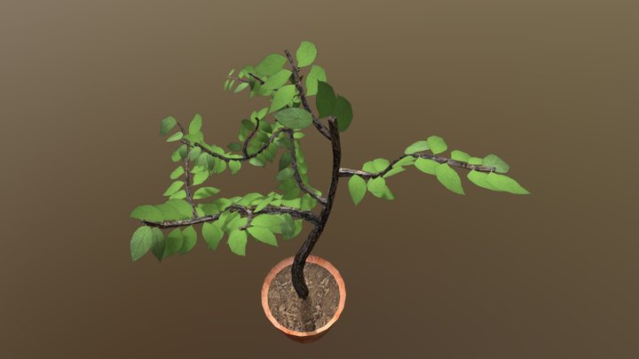 Week8 plant 3D Model