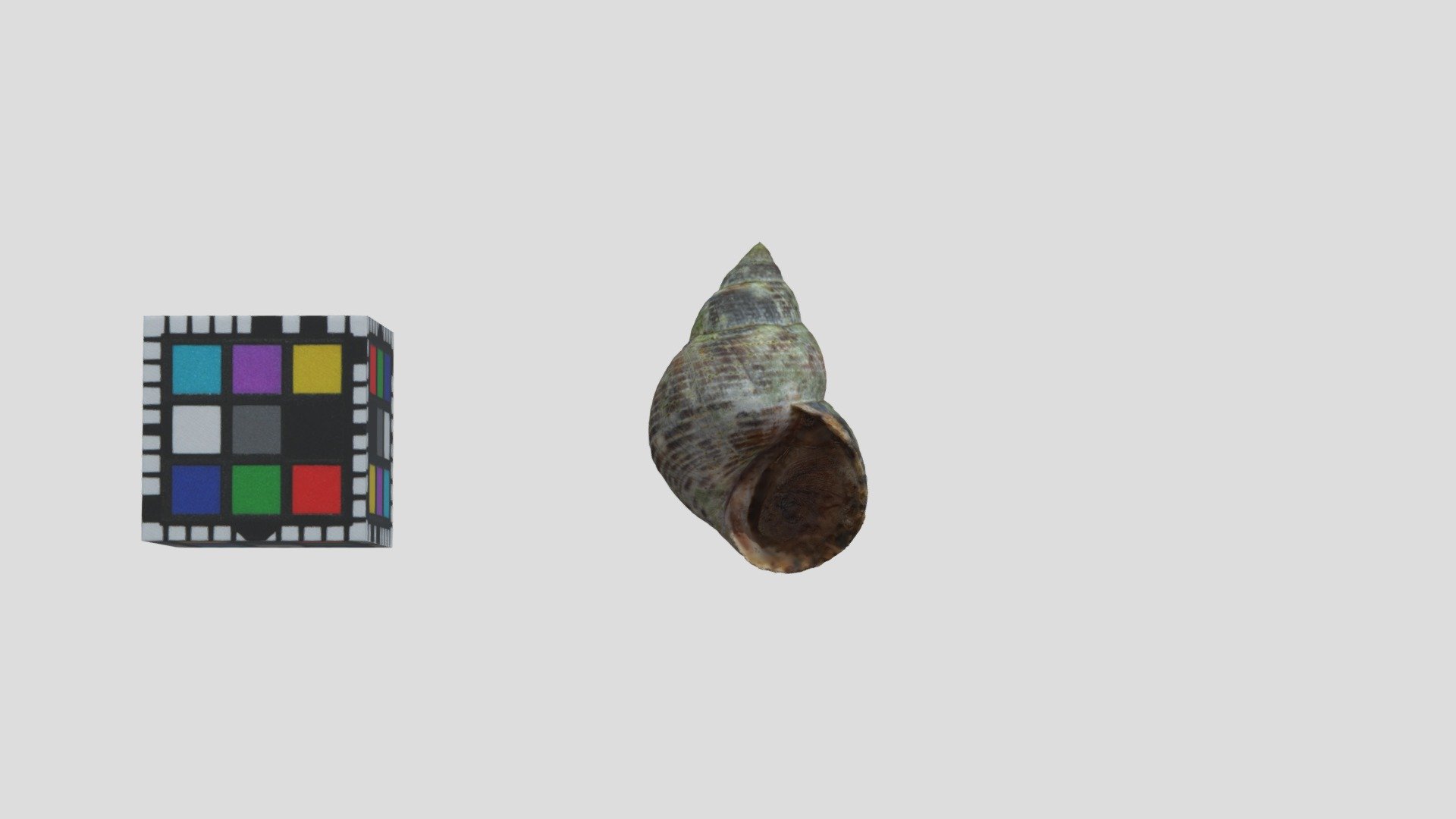 マルウズラタマキビ Littoraria articulata