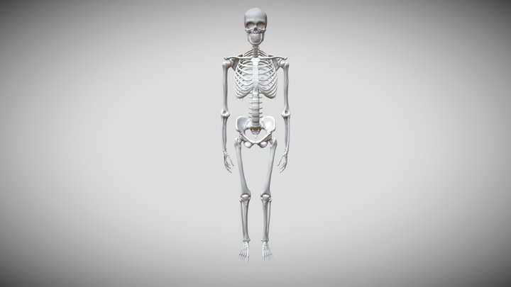Skeleton (Torso/Arm Lab annotations) 3D Model