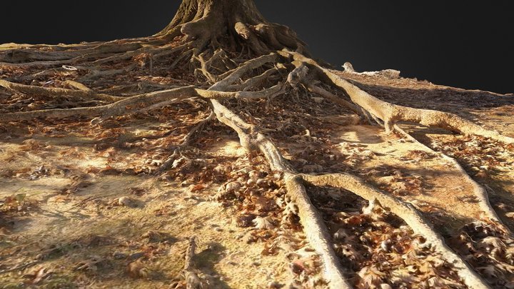 Tree roots 3D Model