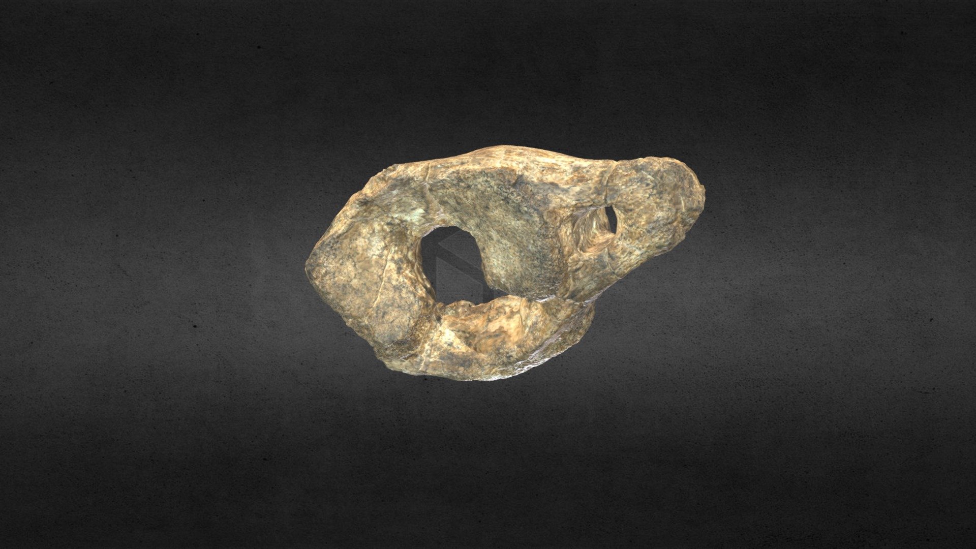 Mammuthus columbi (mammoth) Atlas MSL 2606