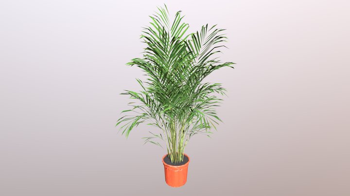 I KEA_DYPSIS LUTESCENS Planta – Modello 3D gratuito STL
