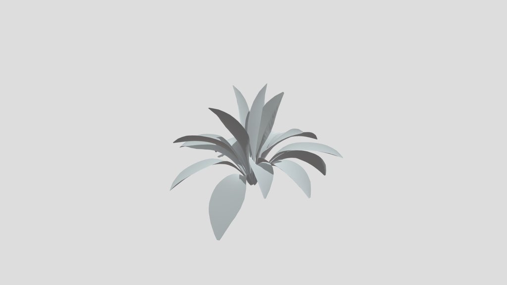 Haran Cast Iron Plant Young