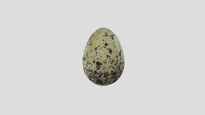 Whiskered Tern - Egg 3D Model