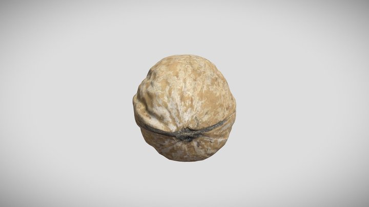 Walnut scan optimised 3D Model