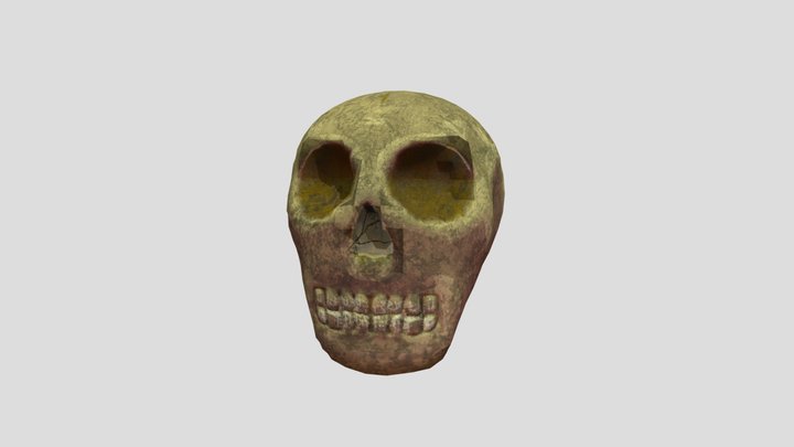 Skull 3D Model