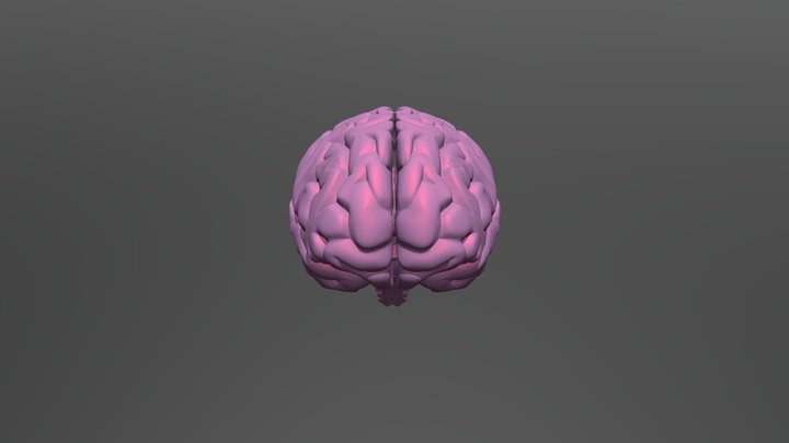 brain Suami Barajas Diaz y Alexa Ramirez Cruz 3D Model