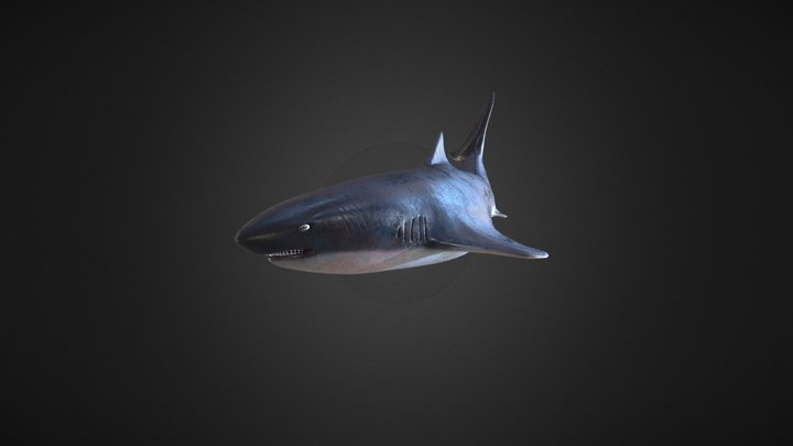 Shark Sketchfab 3D Model