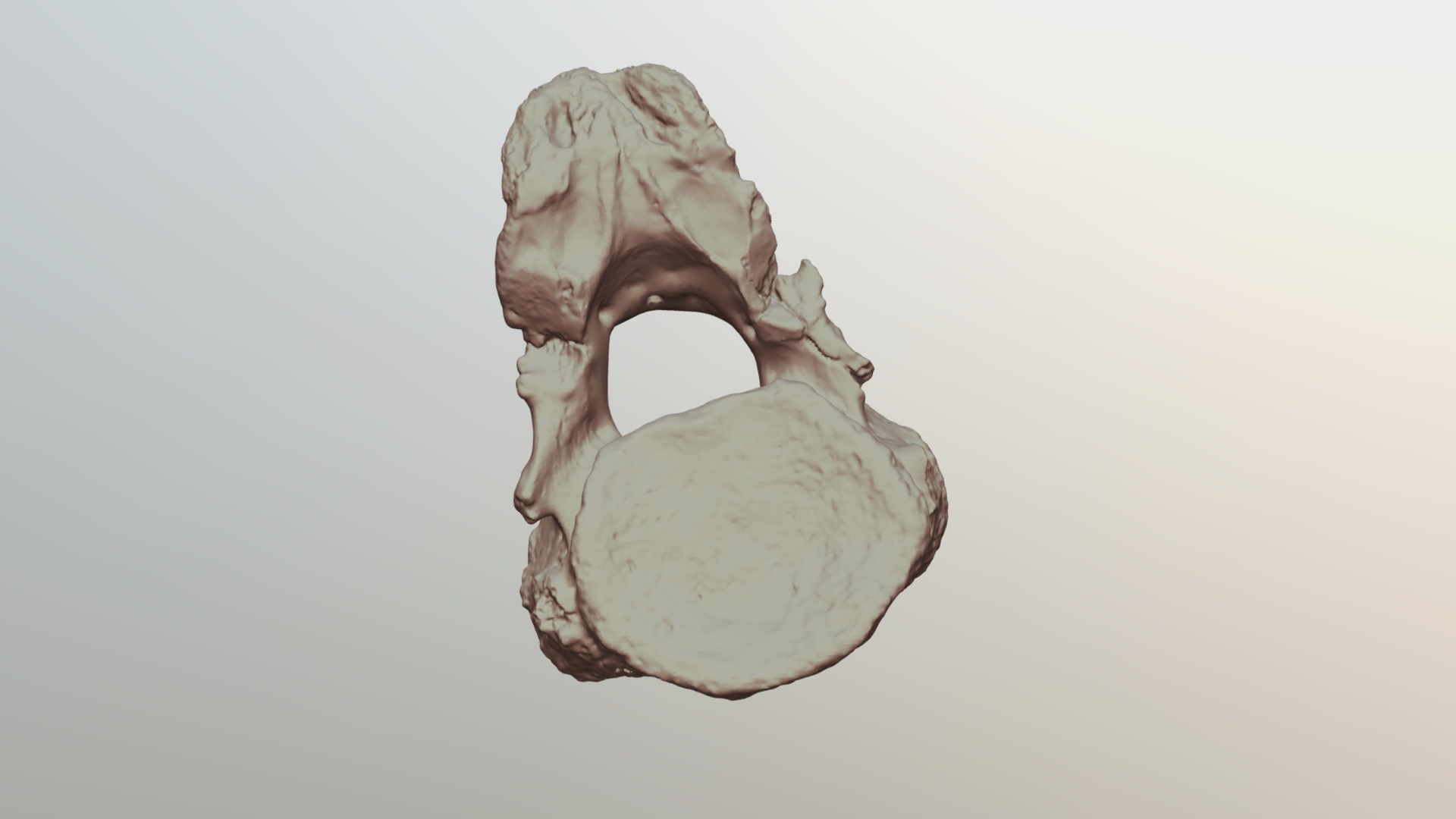 Mastodon Vertebra (VCU_3D_2868)