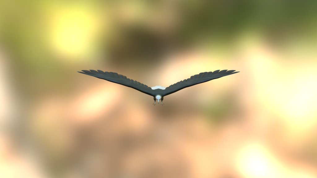 Eagle