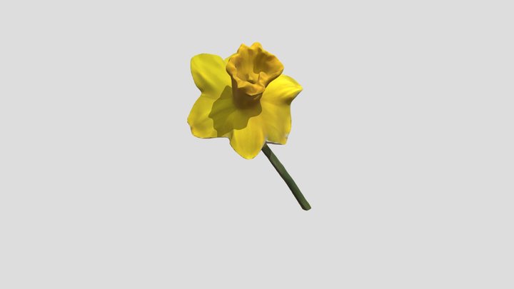 Daffodil 3D Model