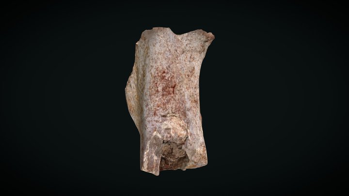OPH2323 Giant theropod femur 3D Model