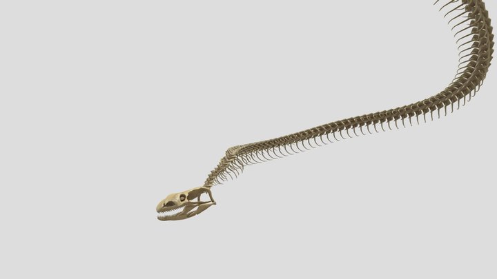 Snake 3D Model
