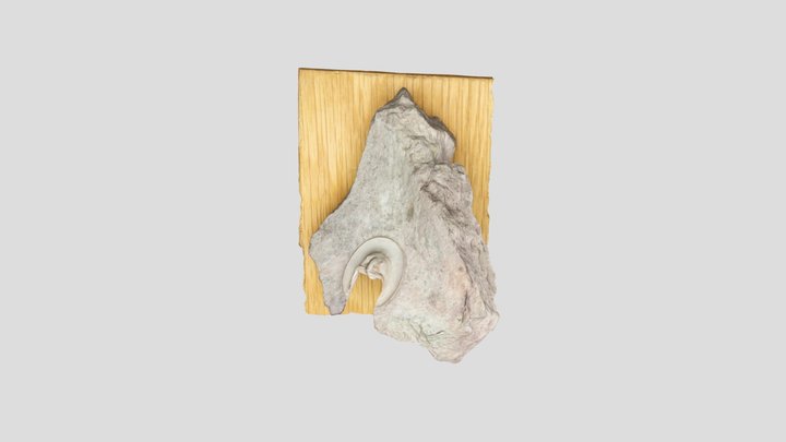 Ordovician trilobite fossil Scotoharpes 3D Model