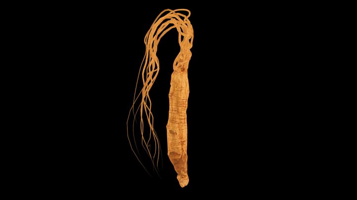 Ginseng (人蔘) 3D Model