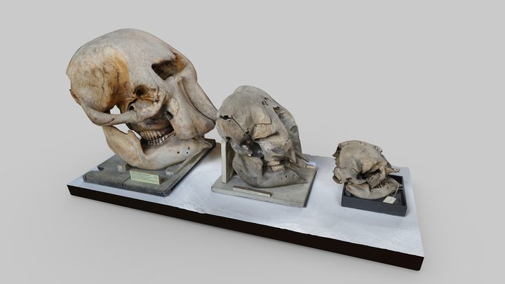 Elephant Skulls – Modèle 3D gratuit STL