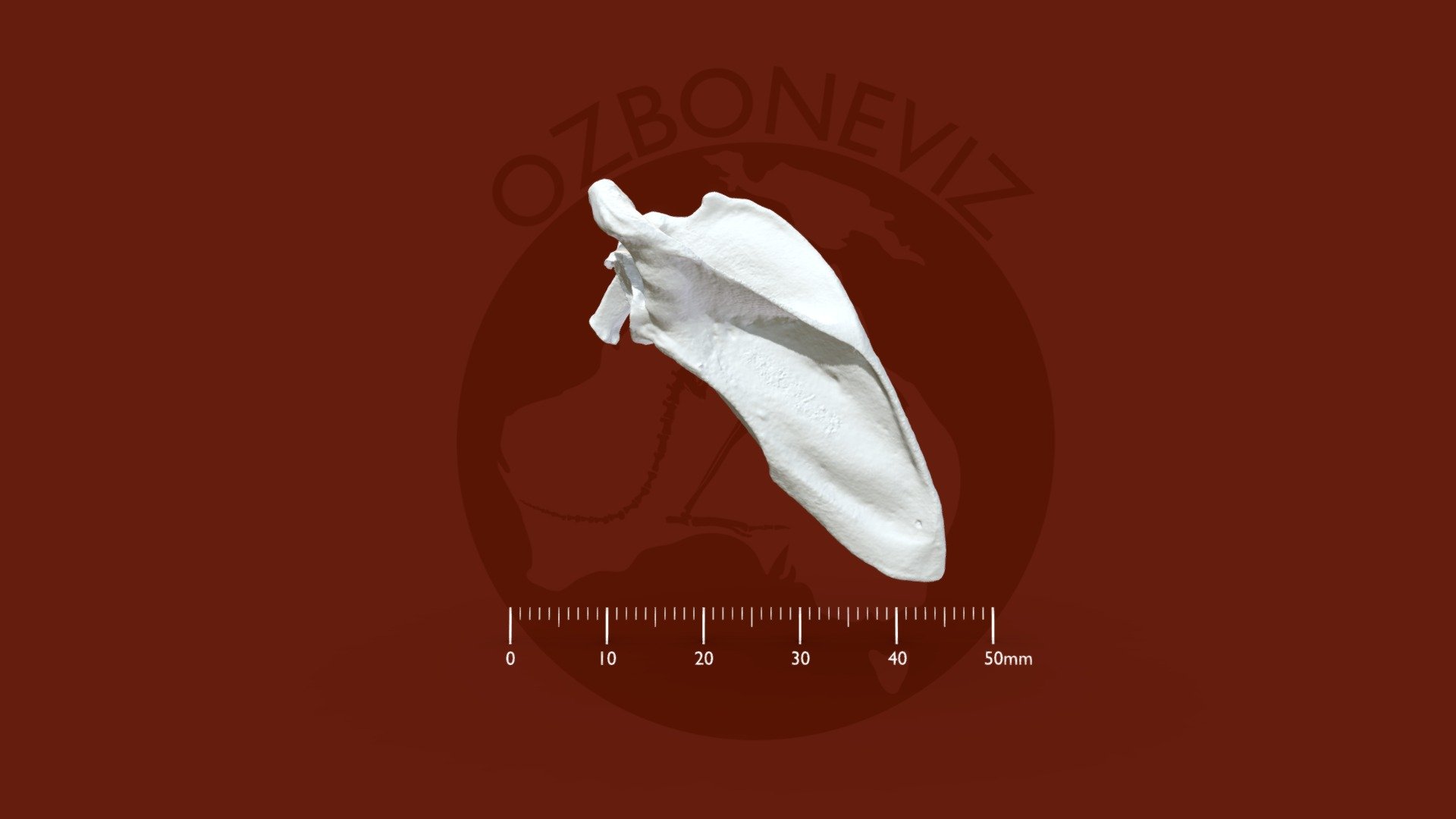 Grey-headed flying fox scapula - 3D model by Ozboneviz [1dbd5aa ...