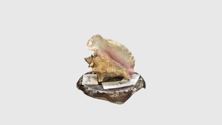Conch Shell