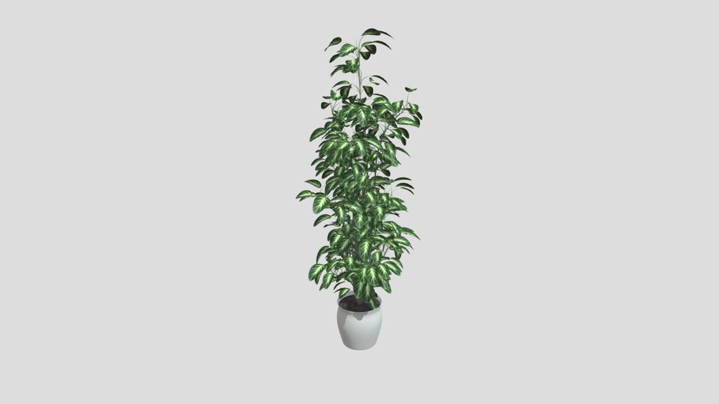 Tall Variegated Ficus Plant
