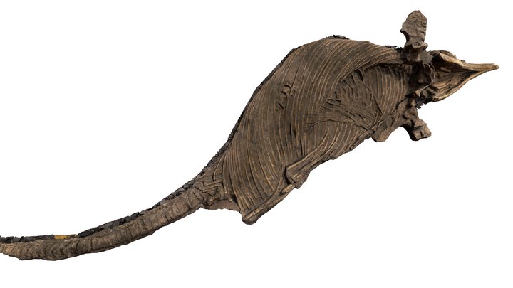 Stenopterygius quadriscissus TU664 3D Model