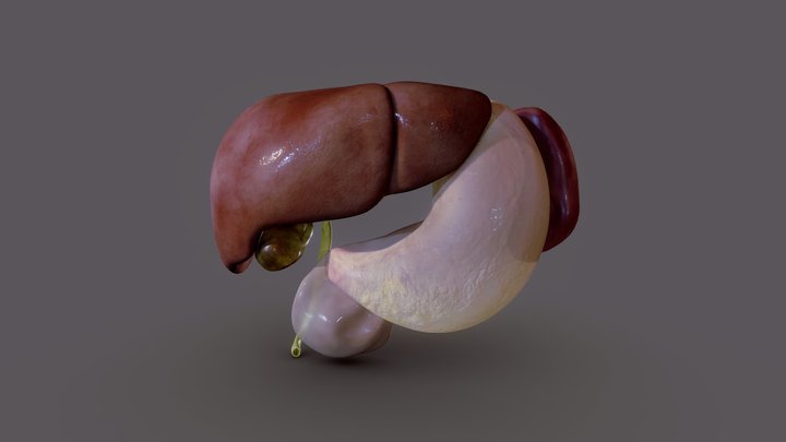 Liver, spleen, pancreas and relations 3D Model