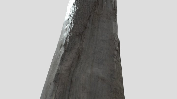Burned Tree Photogrammetry 3D Model