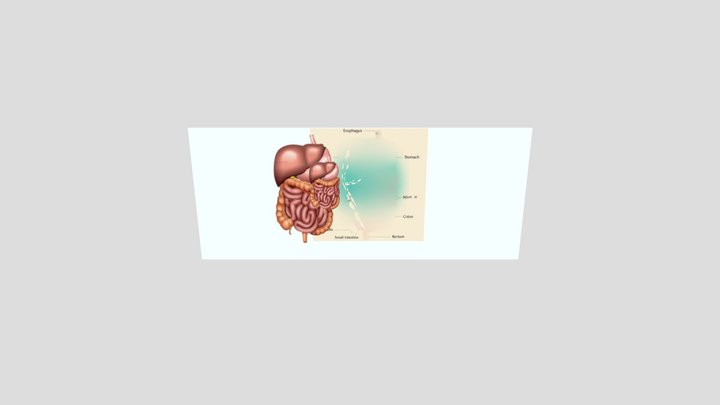 usus 3D Model